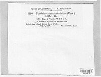 Pucciniastrum epilobii image